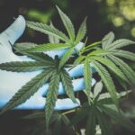 Shipping CBD